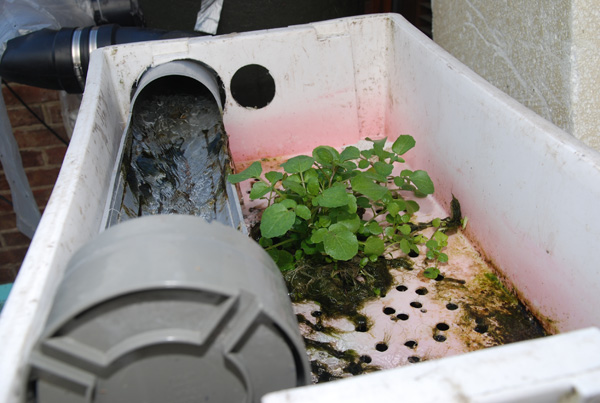 growing on upload 6.jpg