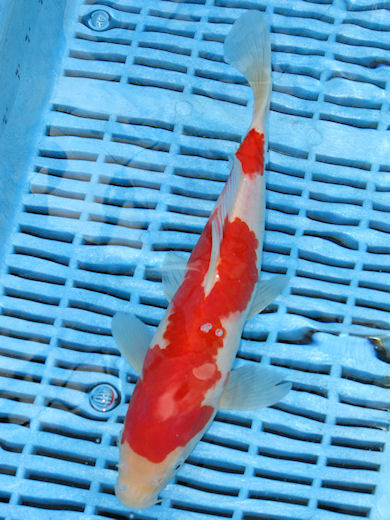 new-koi.jpg