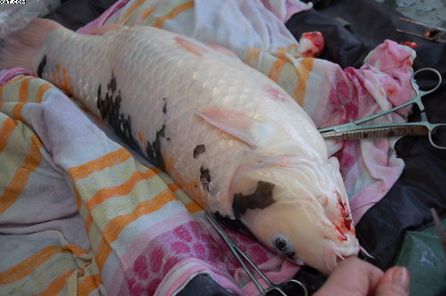 still out cold - seven sticthes in all