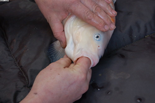 feeling around the lump and inside her mouth