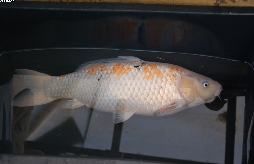 30 seconds in 2-phenoxyethanol and she's out for the count , all 60cm's of her