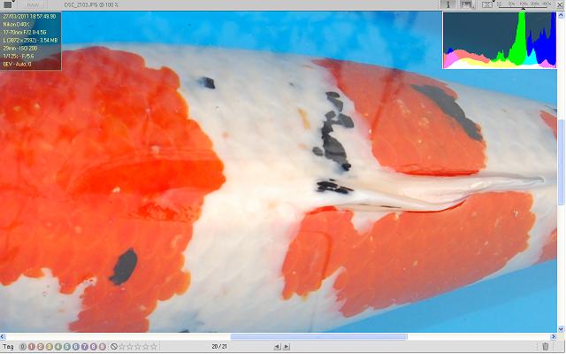 Upclose of beni