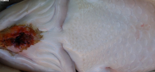 after application of Mercurochrome and lock and seal plus