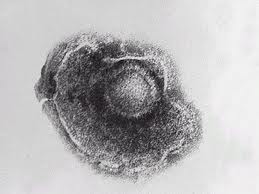 pox virus