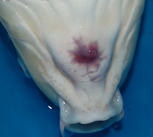 almost completly healed