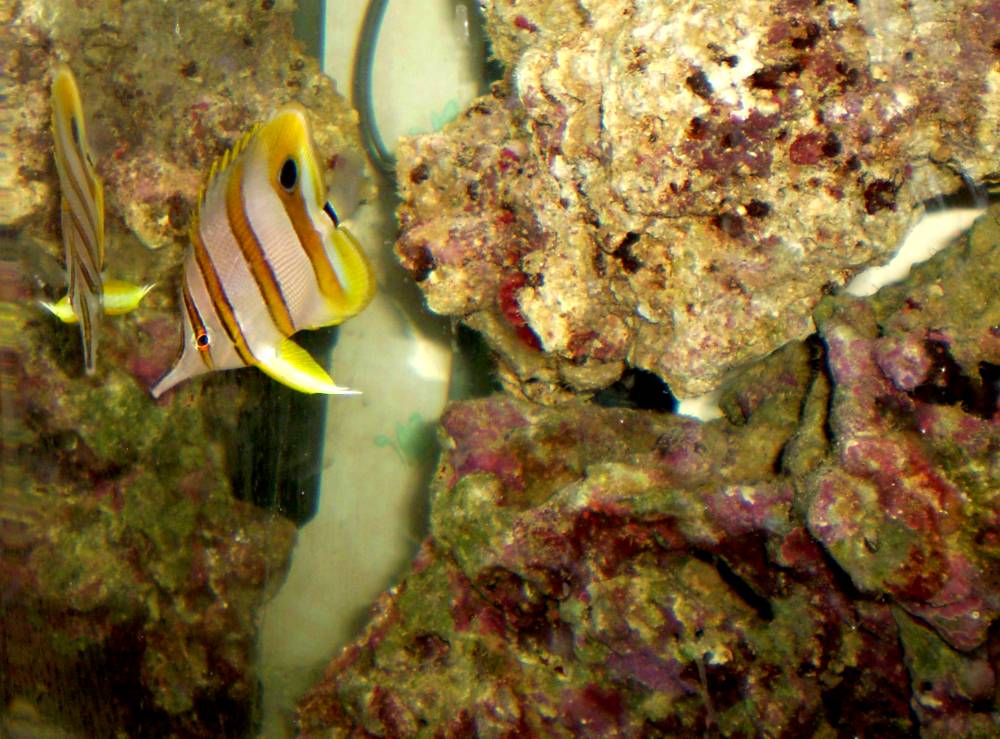 fish2.jpg