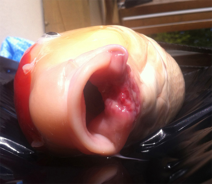 mouth1.jpg