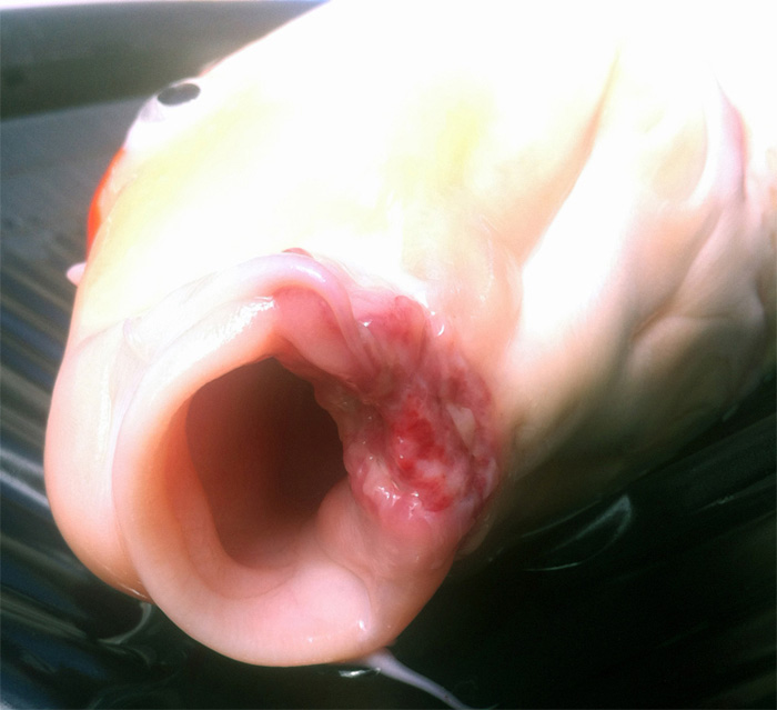 mouth2.jpg