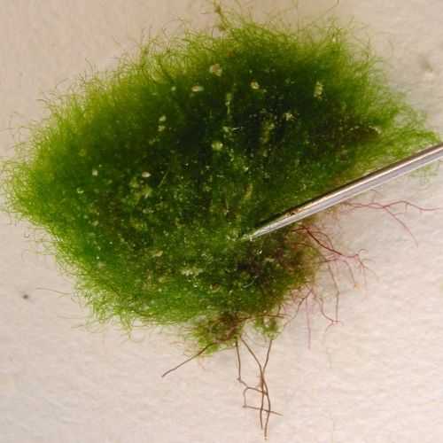 Algae cladophora socialis.jpg