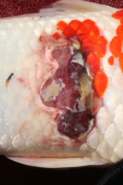 This is before trying to cut away infected flesh/scales