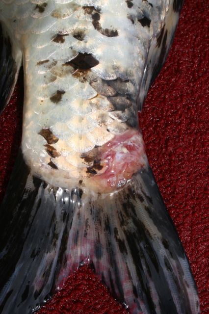 New infection/wound on a shiro