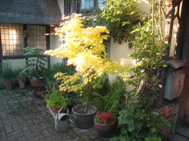 acer orange dream 5ft 002.JPG