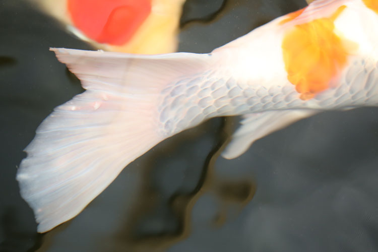 spots on tail