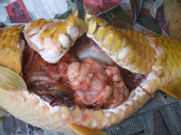 tumour 1.JPG
